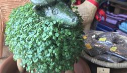 モコヤギの季節